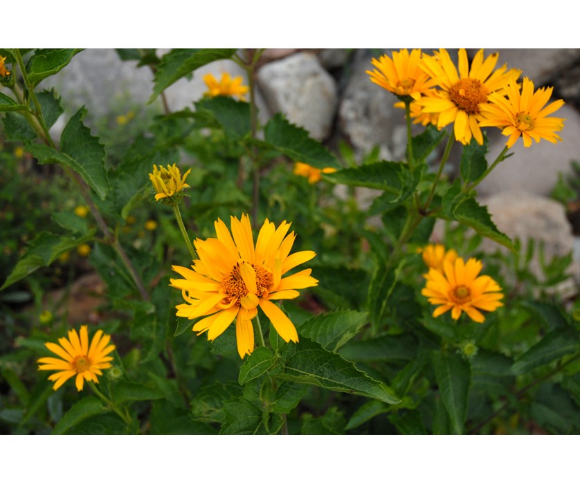 False Sunflower